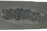 Devonian Lobe-Finned Fish (Osteolepis) Pos/Neg - Scotland #177077-2